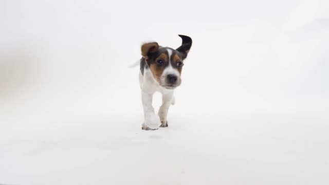 Excited Puppy Playing On White Screen