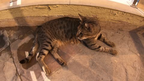 Homeless cat in Ras Al Khaimah, UAE: MICHAEL JACKSON #cat #cats #MichaelJackson #UAE #pets #pet #4u