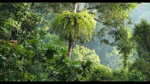 Tanah Papua: A Paradise for Birds