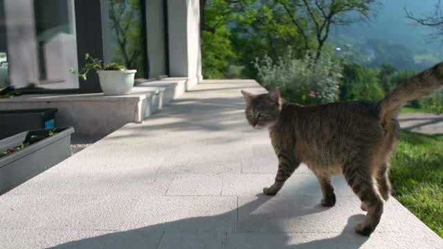 tracking shot of cat walking on terrace of villa