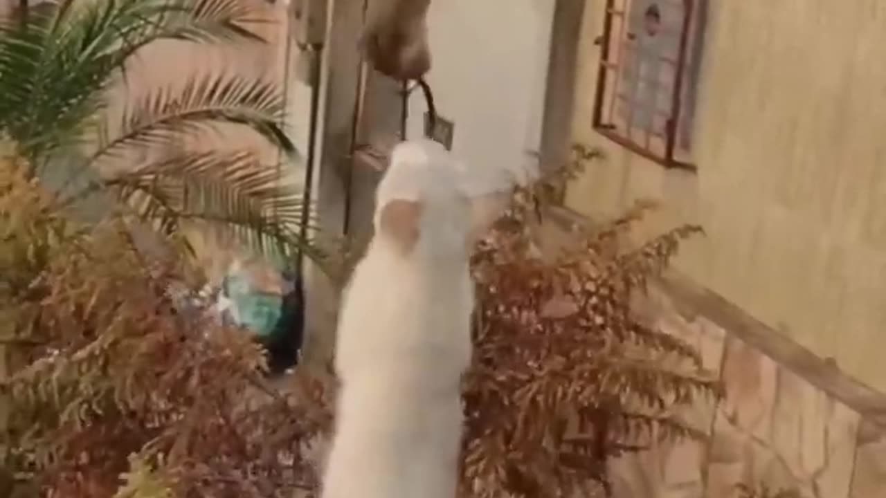 Funny Animal Video