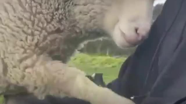 ❤️ A Video for you Animal Lovers out there! -- How Animals Talk to us! ❤️