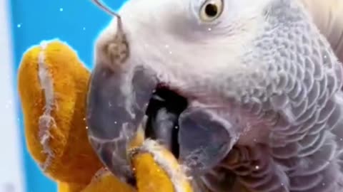 parrott