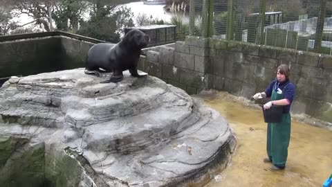 sea lions feeding 1