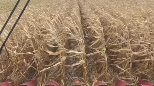 What my inner child thinks the corn is saying while combining