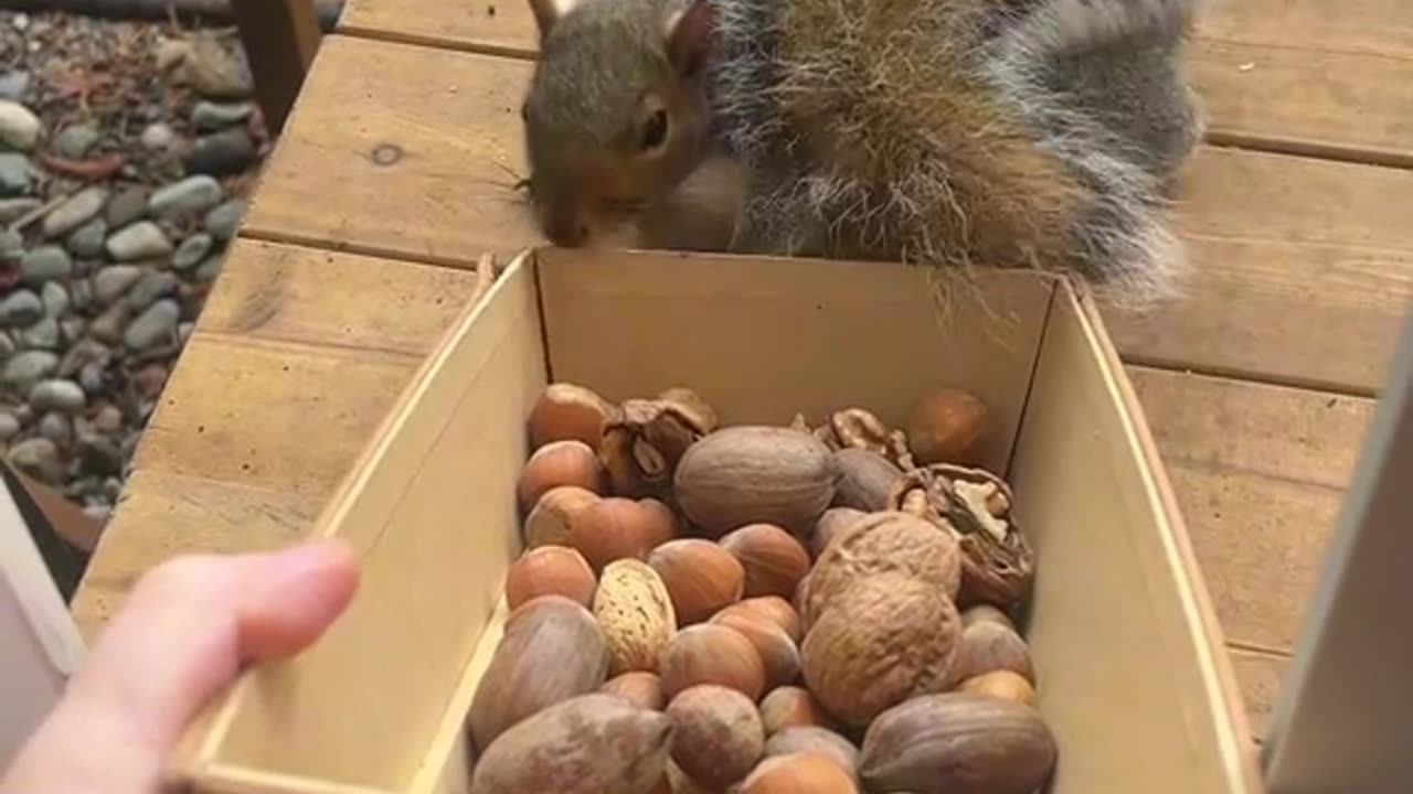 Feeding the Squirrels