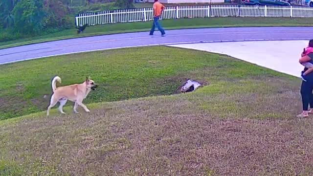 Dog Attacks Boy