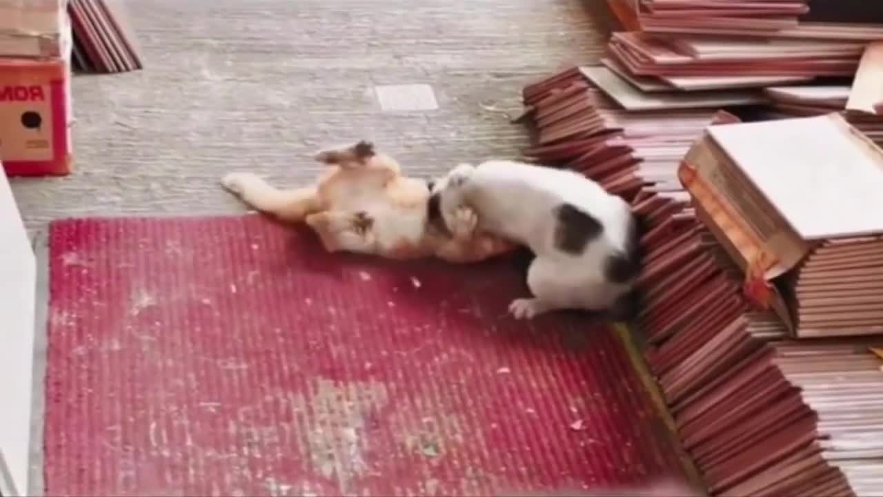 funny cats fights