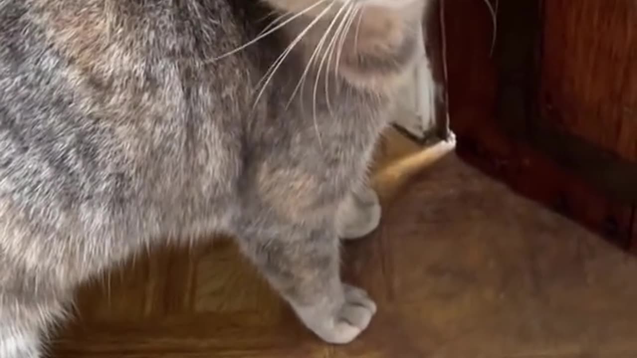 Sounds that attract cats - meow to make cats come to you