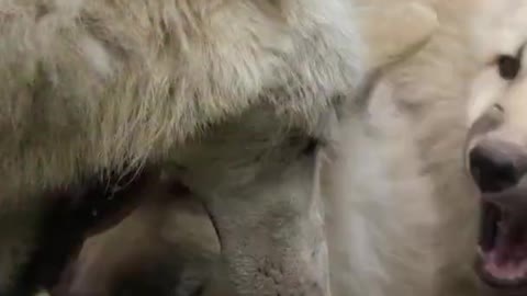 Cute dogs video that you will love to watch