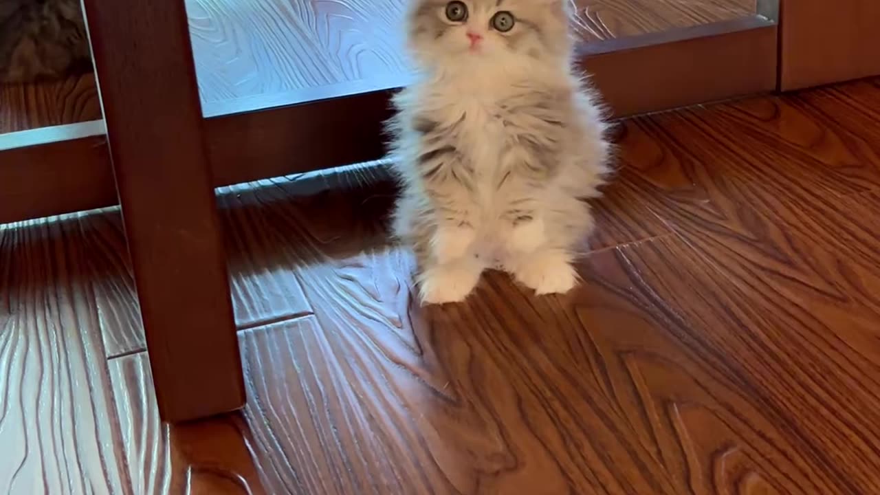 Kitten cat 2024