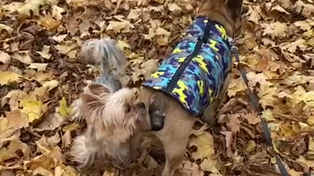 Found a new friend on a walk
