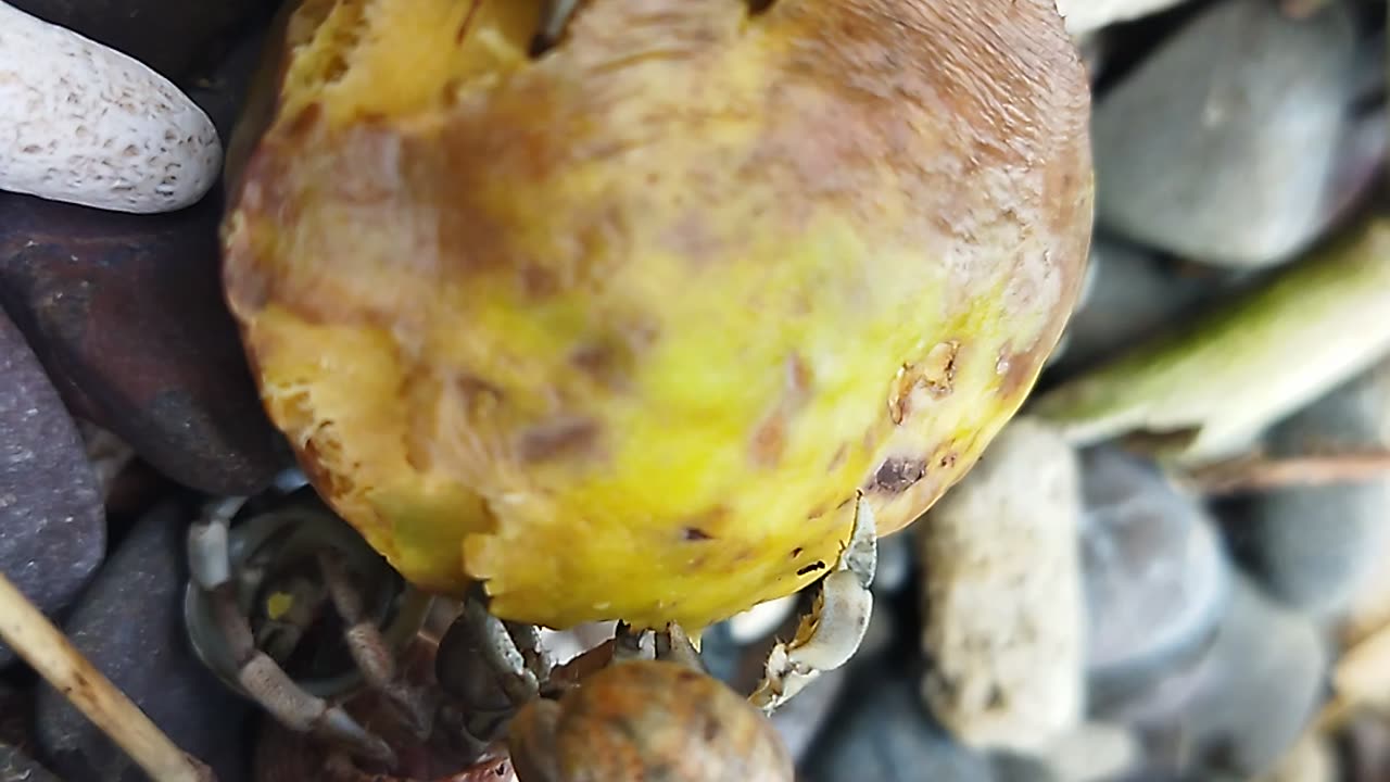 Hermit crab 🦀 Samal island 🏝️