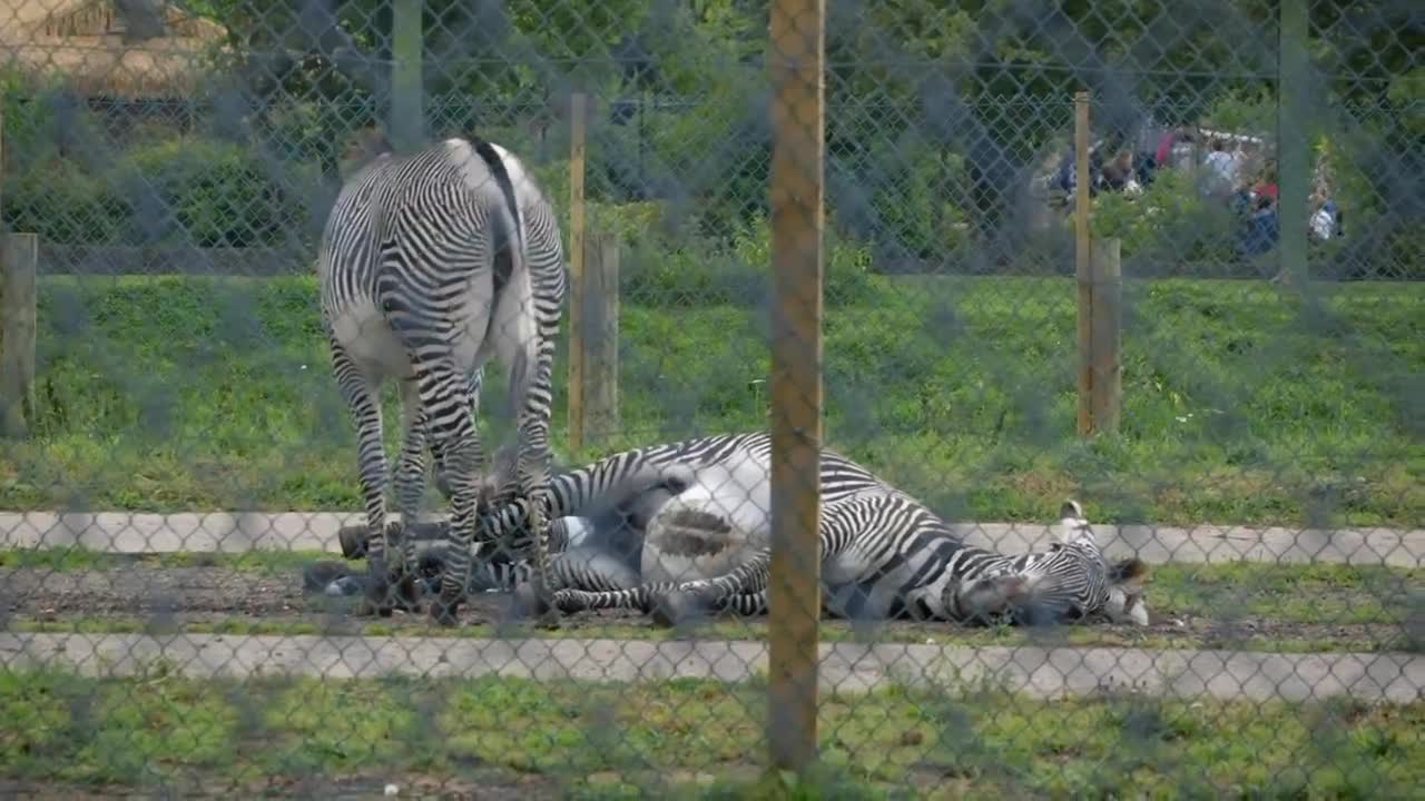 Zebra Gives Birth in Difficult Ordeal