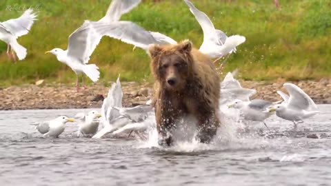 Grizzly bear The Dream of the Alaska salmon Run