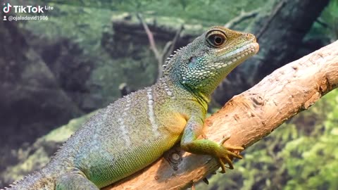 Mr lizard