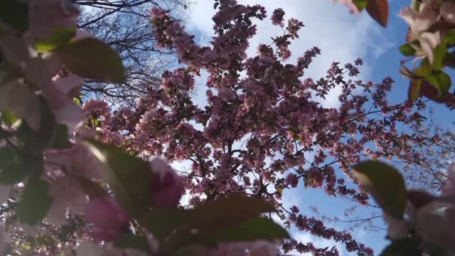 Marcia Griffiths " The First Time.."
