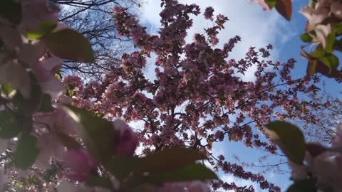 Marcia Griffiths " The First Time.."