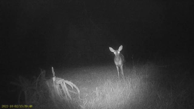 night deer 10/22 3