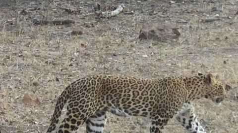 Leoford in tadoba jungle safari