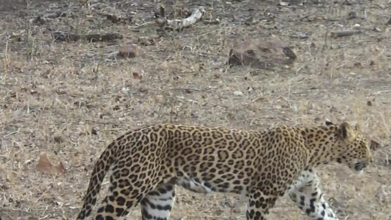 Leoford in tadoba jungle safari