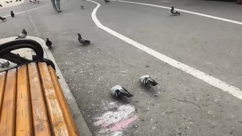 birds pigeons