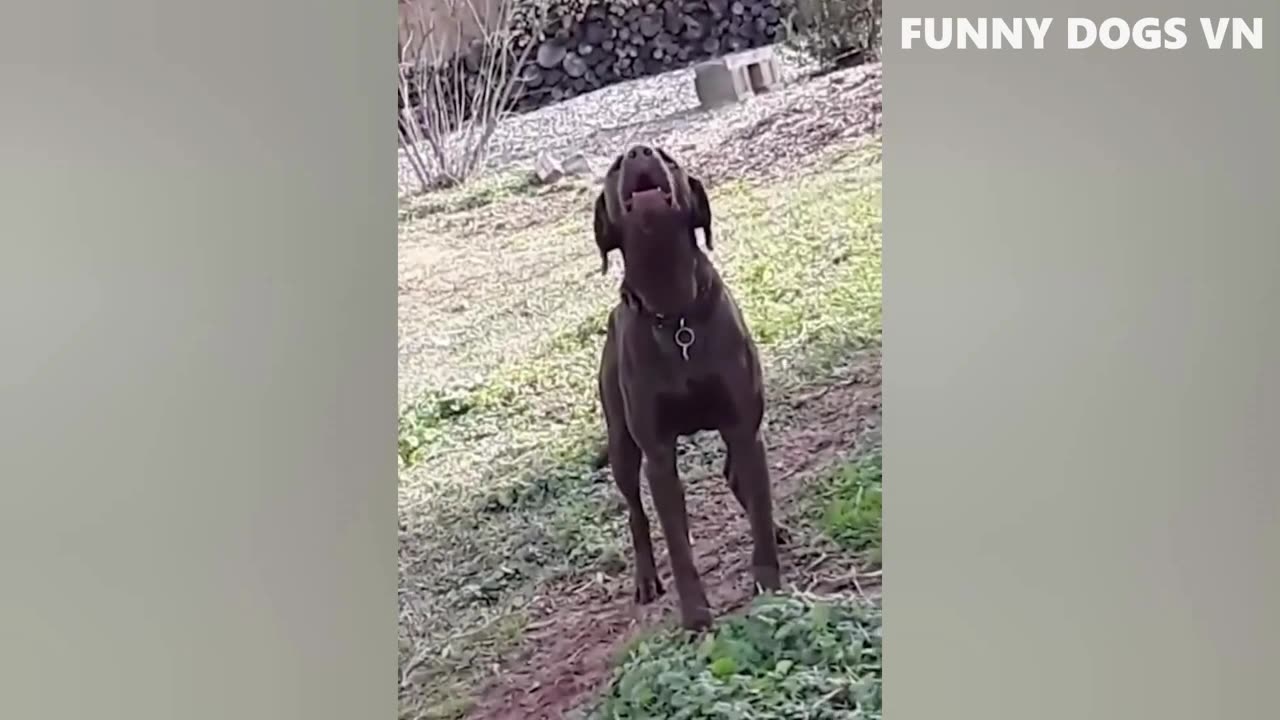 Animals that make us laugh :D