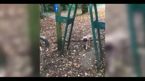 cat gun funny reaction