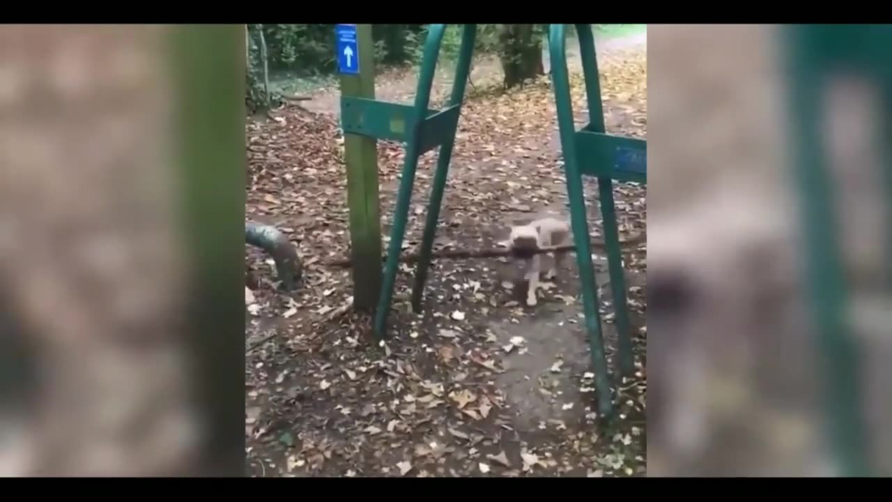 cat gun funny reaction