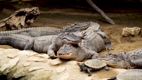!Crocodile!Crocodile video!Animal video!