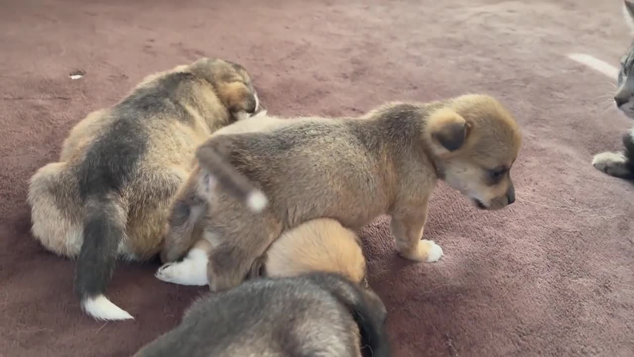 Funny Cat Reaction to Puppies [Kitty sees them for the First Time]