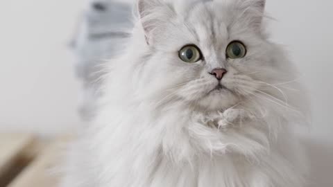 Parsian fluffy adorable cat