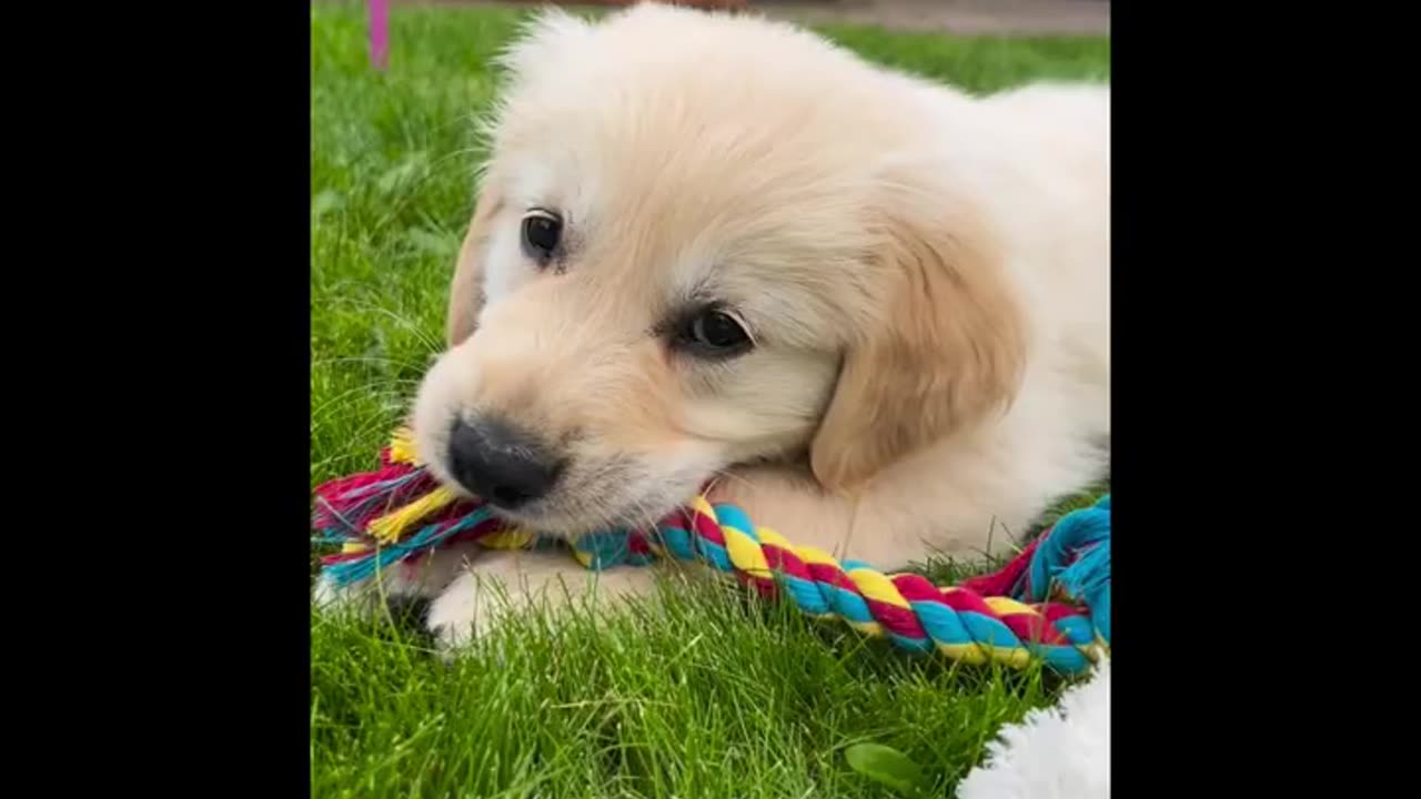 Cute Golden Puppies Makes Your Day Better