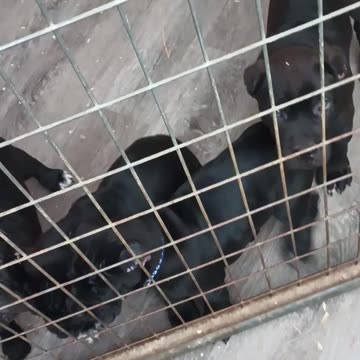 Lux/Warlock pups at 7.5 weeks old Born 04/21/24