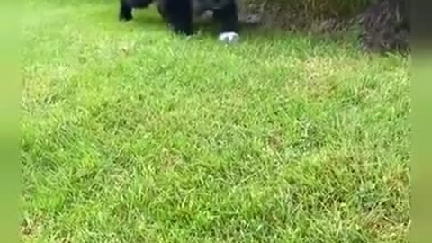Dogs Doing Funny Things Tik Tok ~ Cutest Puppies TIKTOK Compilation ~ Fluppy