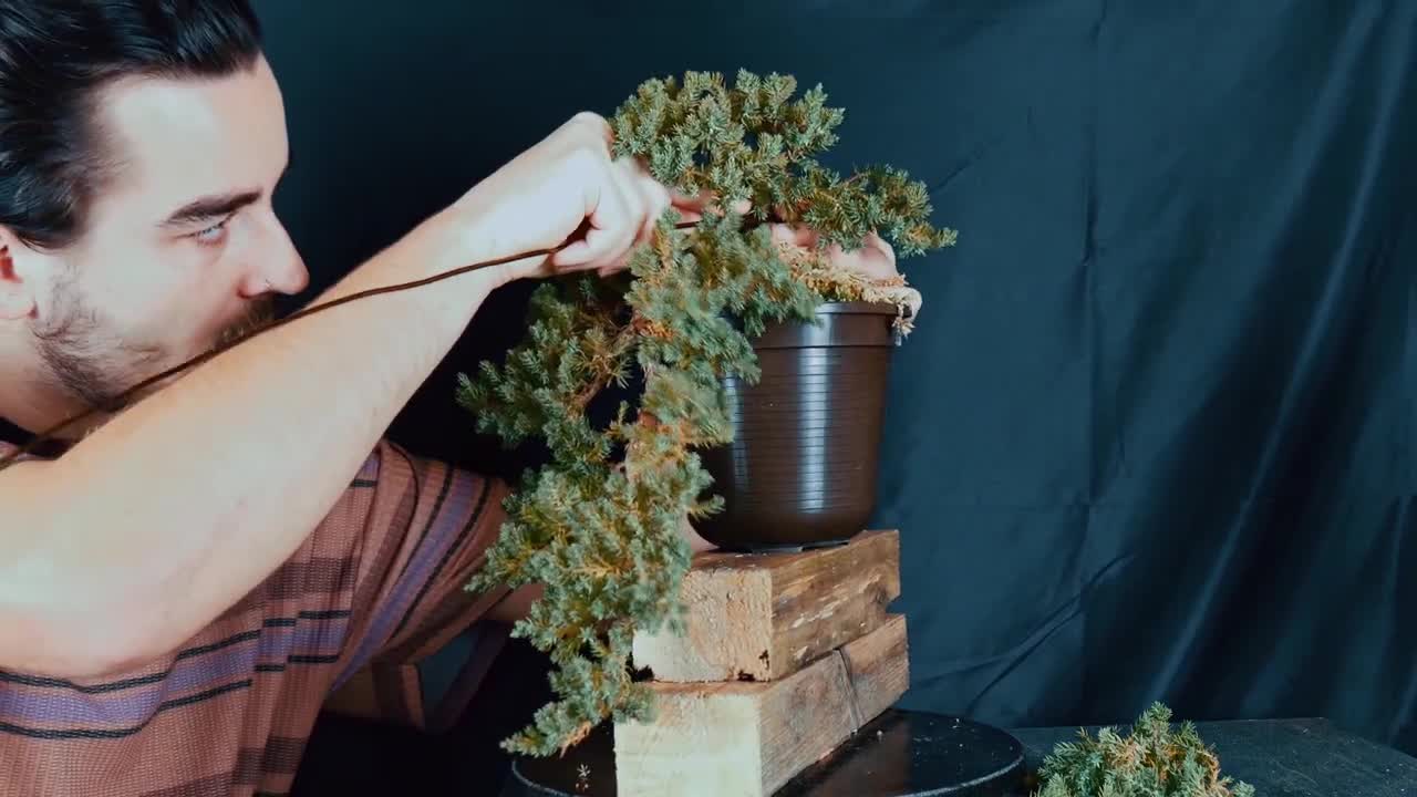 ASMR | Cascade Style Bonsai Juniper Refinement + Q&A