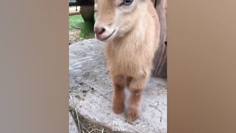 58.GOAT Is Beyond Funny And Cute - Funny Goat Videos