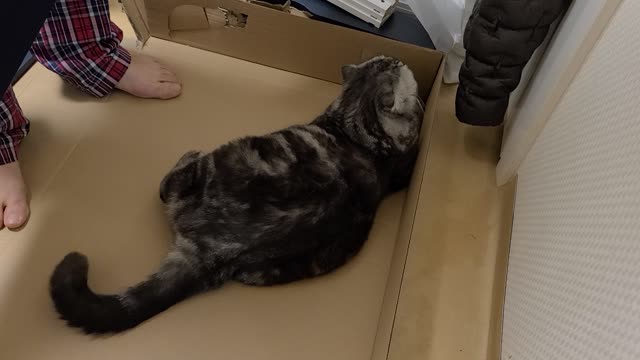 Where the box is, there's a Scottish Fold cat