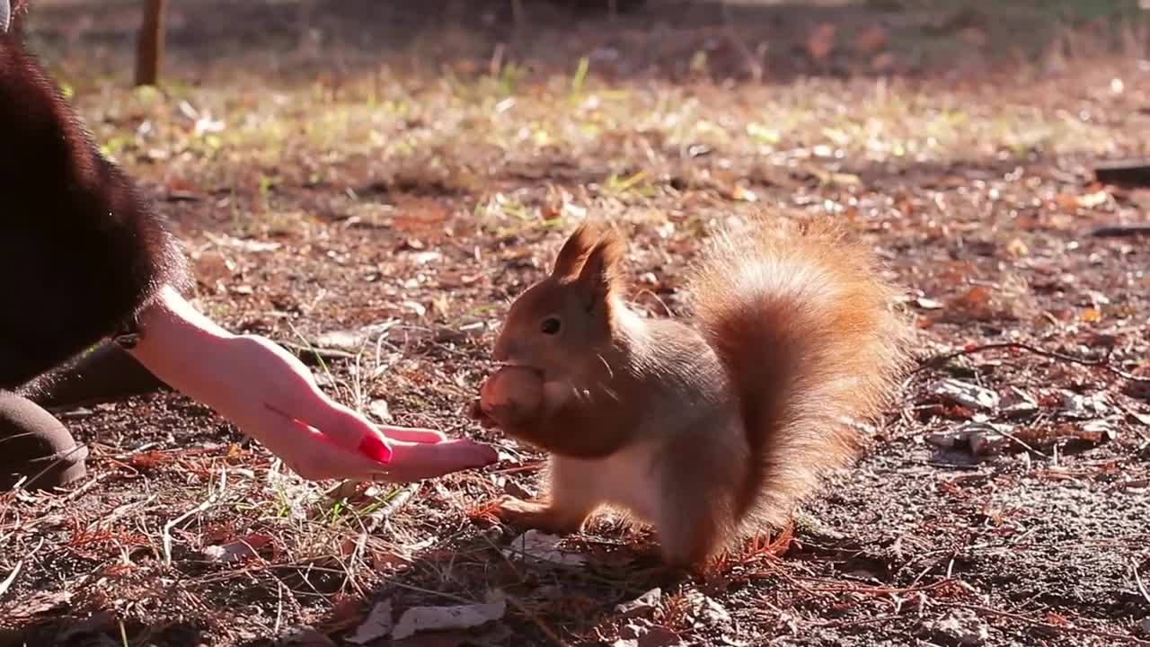 Squirrel harvests nuts for winter Squirrel takes nut from hand