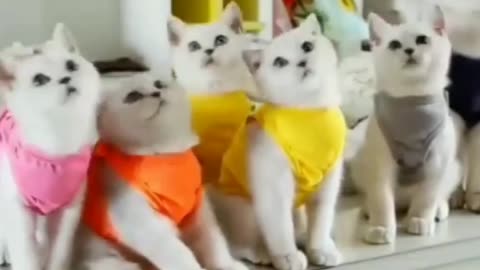 cats funny😂😂video dance