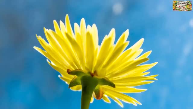 Yellow flowers blush