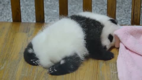 THE CUTEST BABY PANDA #5
