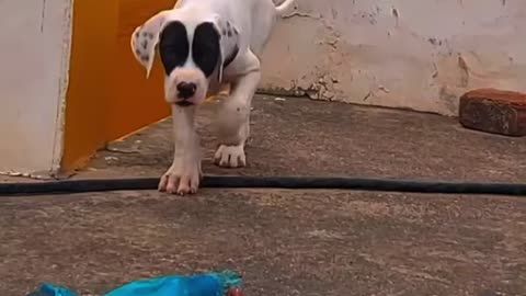 Dilnaaz bully female pup in India #rumble#bully