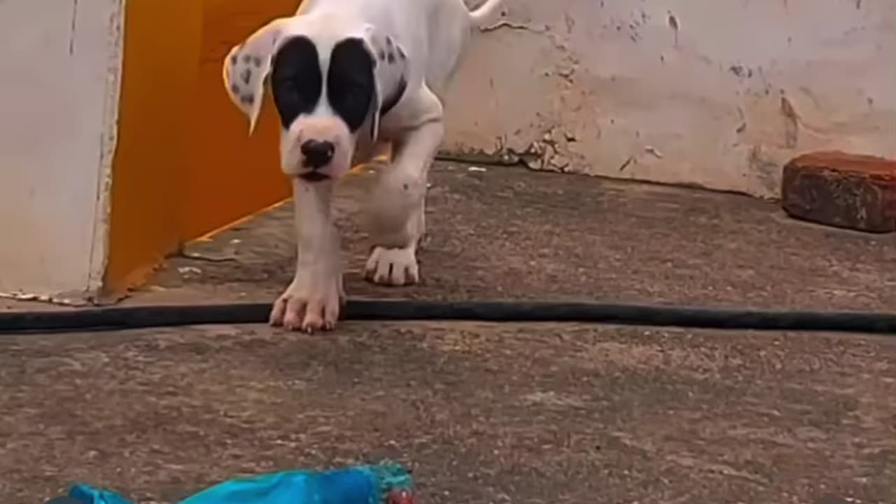 Dilnaaz bully female pup in India #rumble#bully