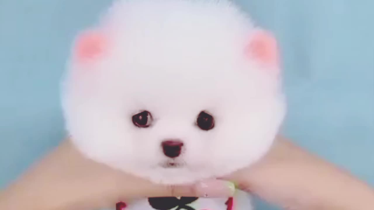 Cute cat and funny video