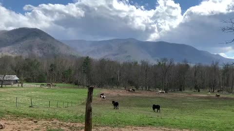 SMOKY MOUNTAINS HORSES! CADES COVE