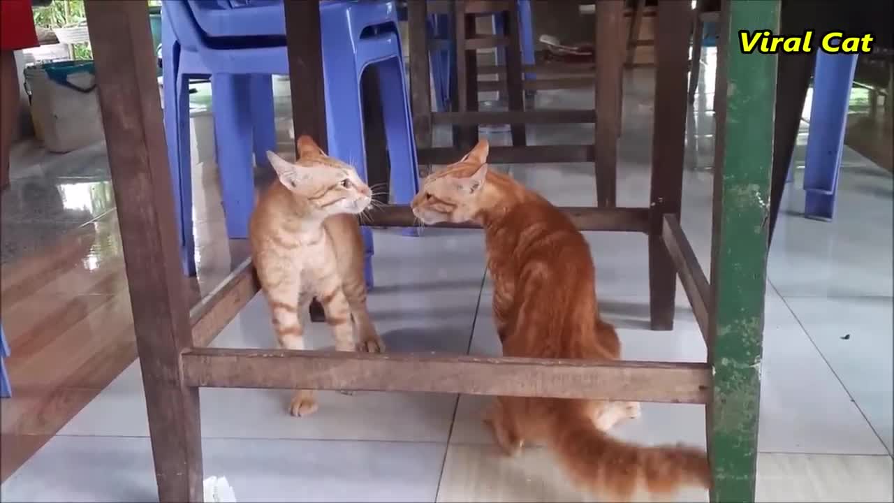 Funny cats fighting🤣🤣🤣🤣