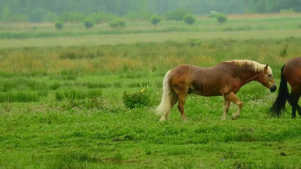 wundervolle pferde