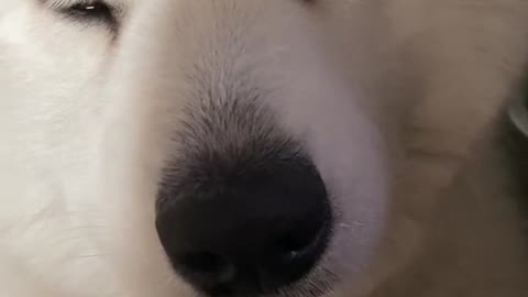 I'm a very good Samoyed