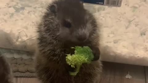 Broccoli tastes awesome 🤣🤣